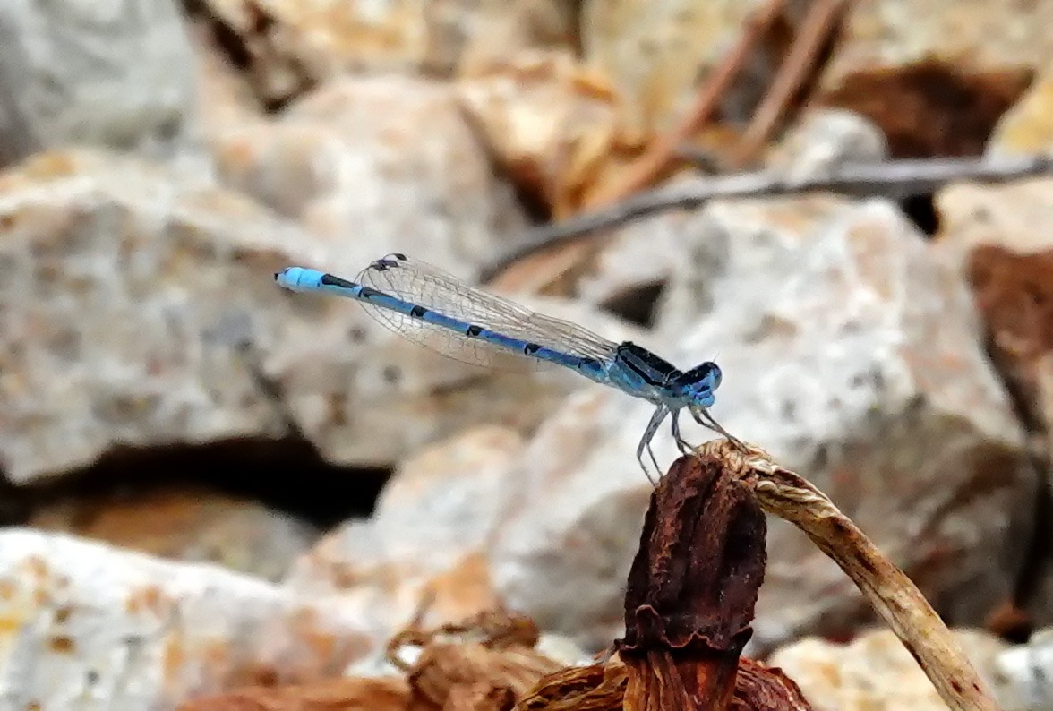 Familiar Bluet Damselfly
