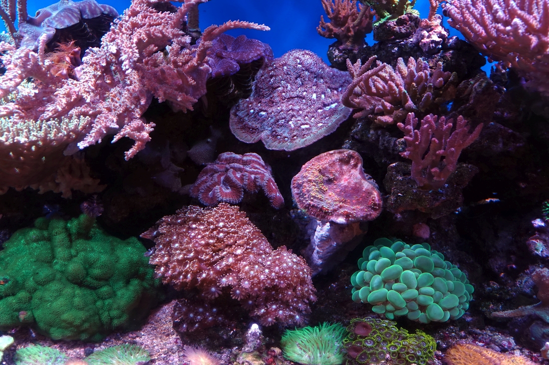 Soft Corals
