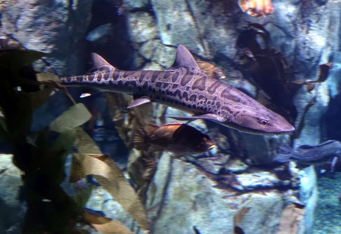 Leopard Shark