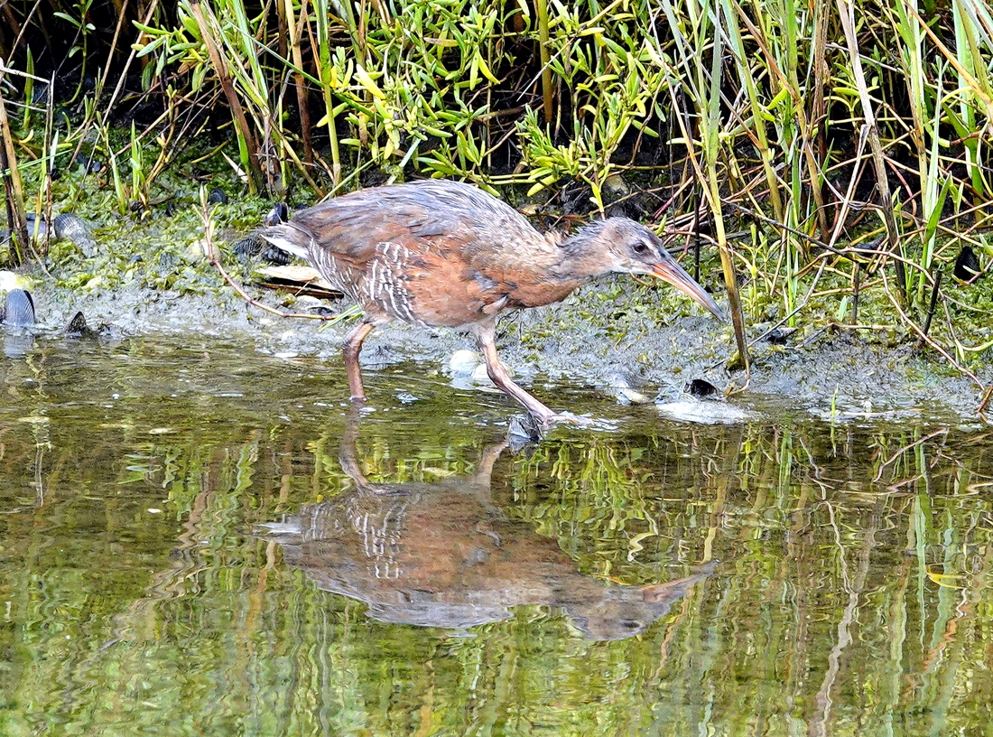 Ridgways Rail
