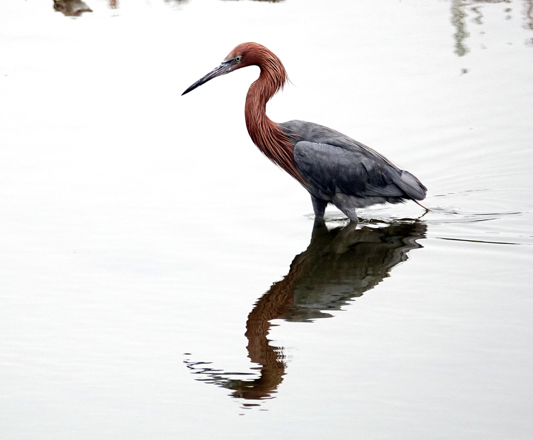 Reddish Egret