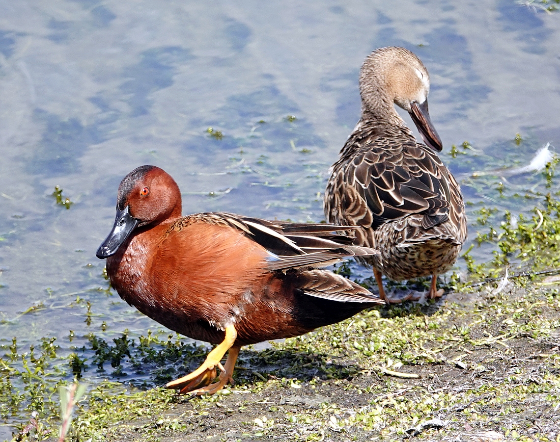 Cinnamon Teals
