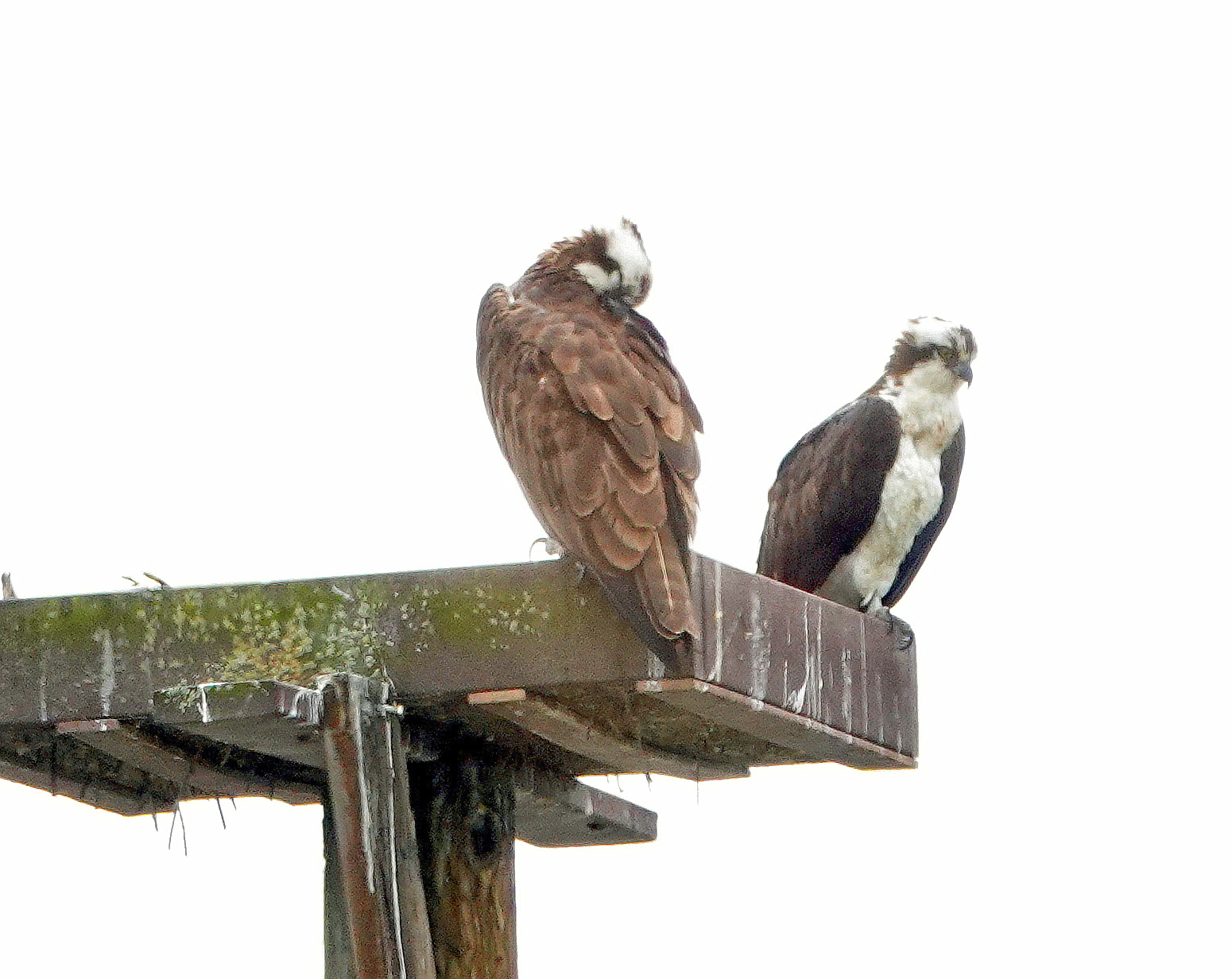 Mating Pair of Ospreys