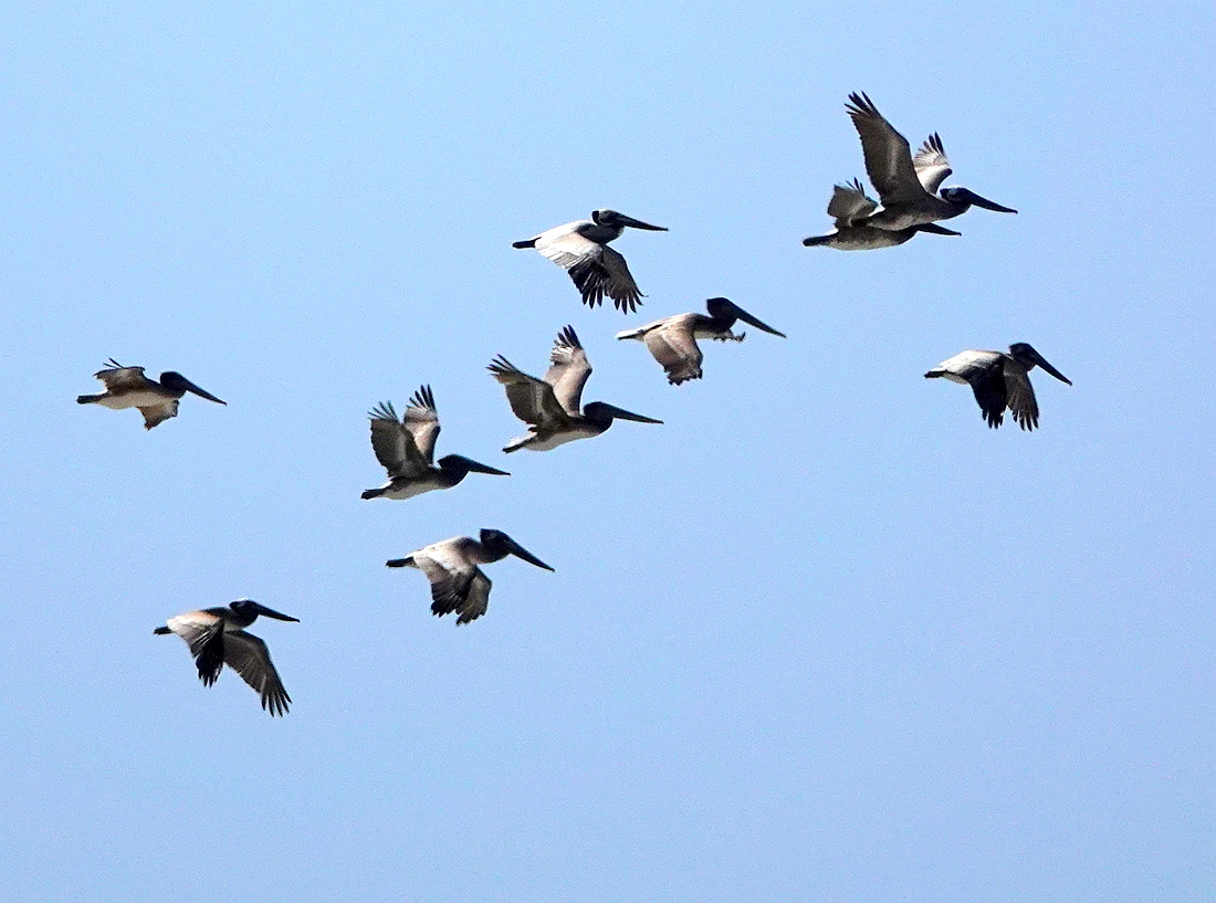 Brown Pelicans