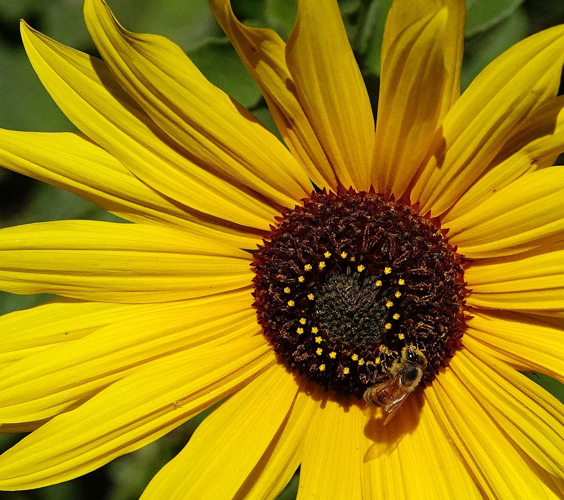 California Sunflower