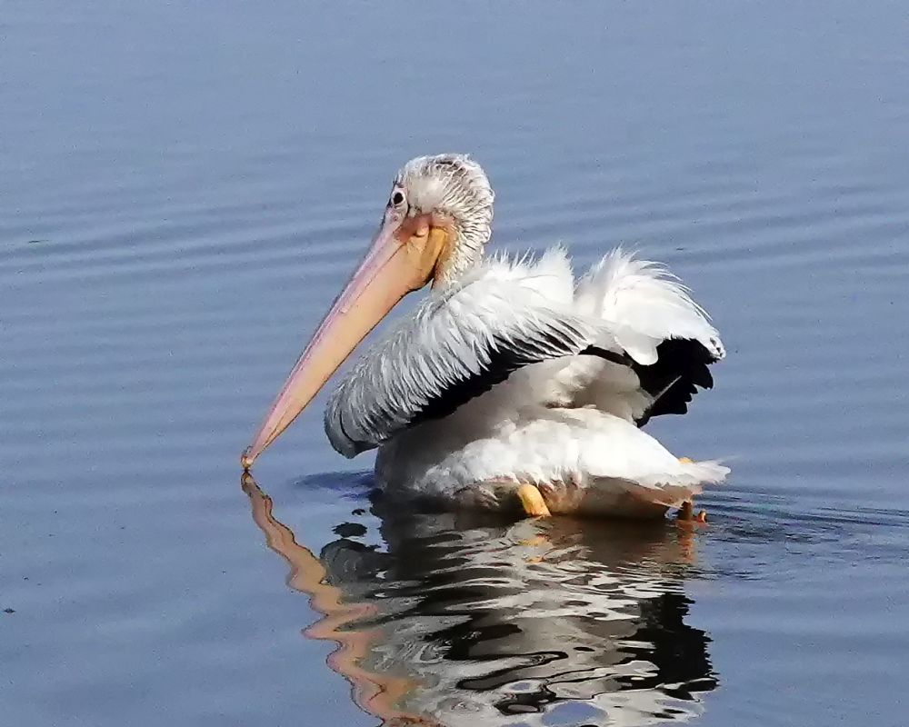 American White Pelican