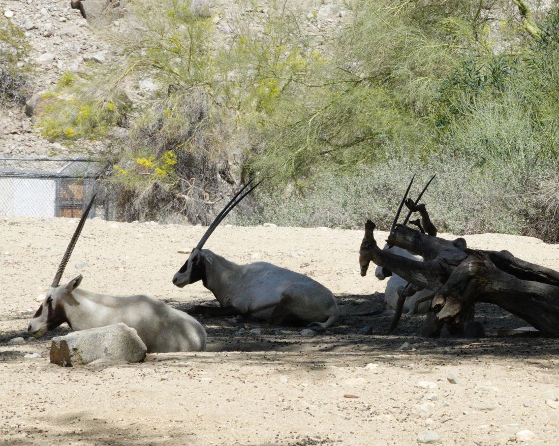 Oryx
