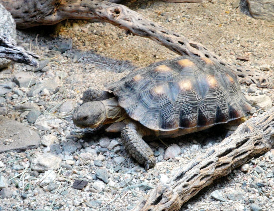 Desert Tortoise