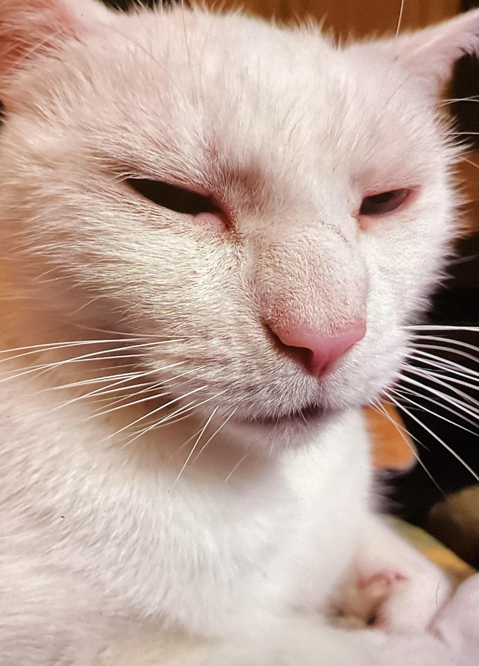 Ceasure cat