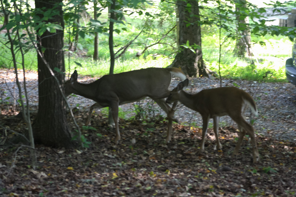 IMG_5729.jpg