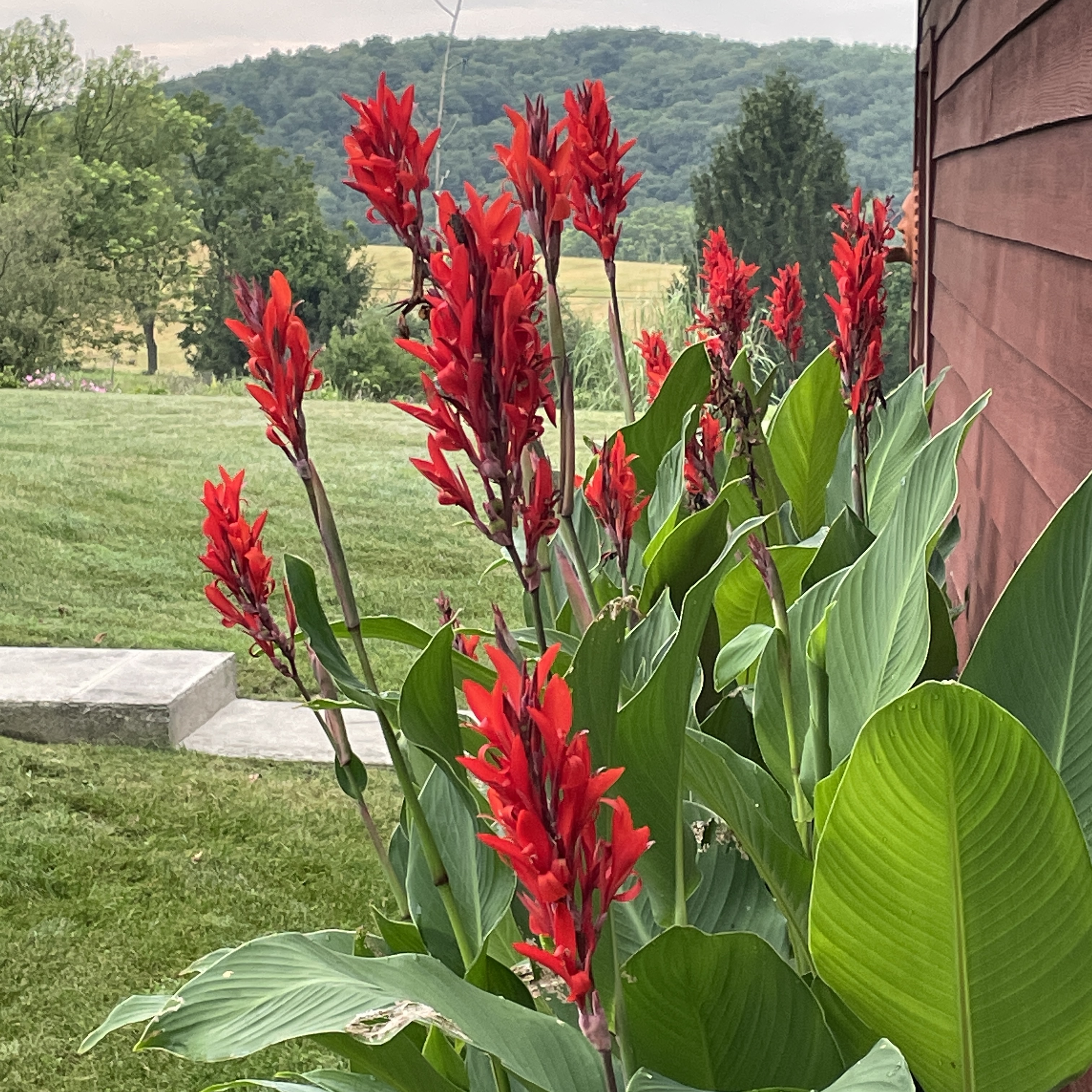 canna lilies
