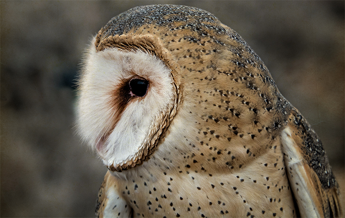 Barn Owl