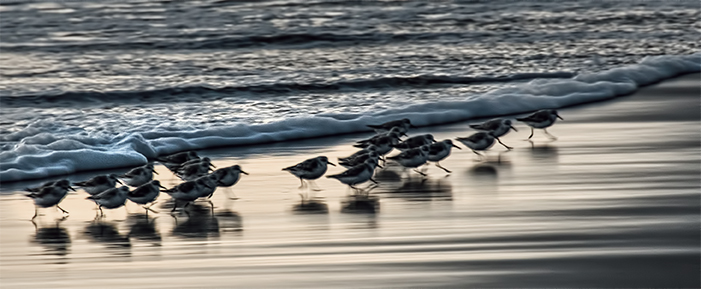 Pajaro Dunes