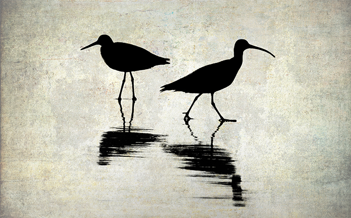 The Willet and the Godwit