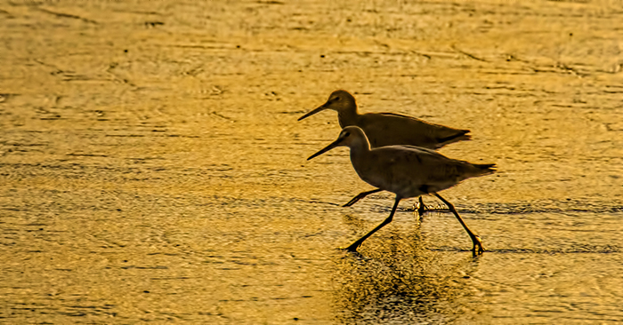 Willets Mirror Dance