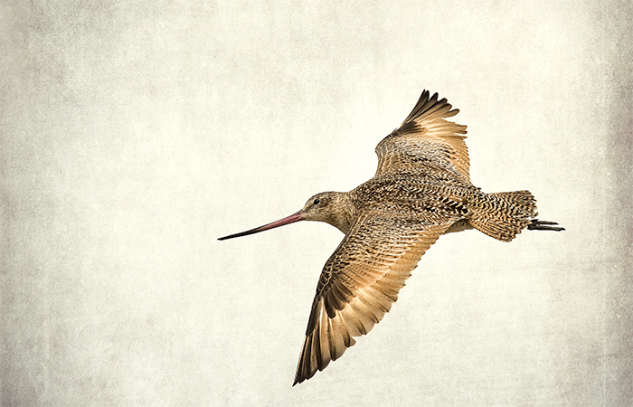 Willet, Pajaro Dunes