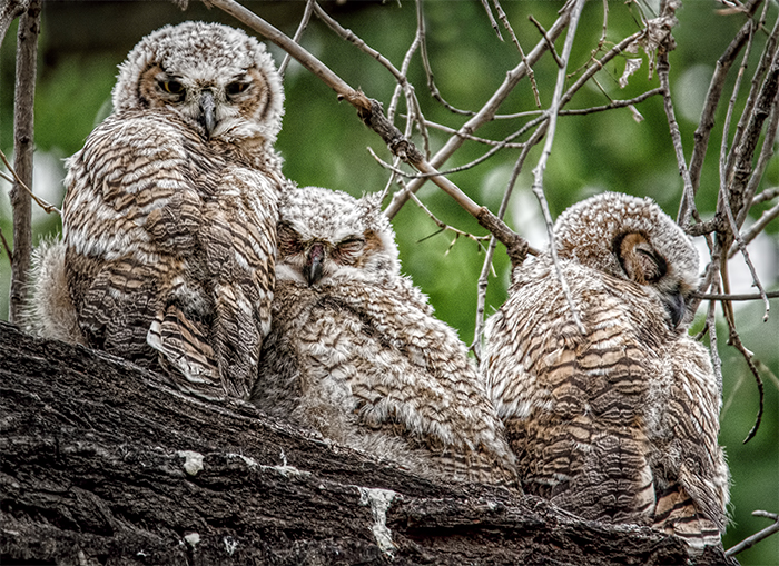 Three Great Horned Owl Fledglings 