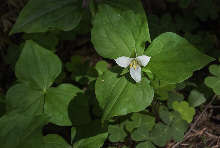 Trillium, Flower of the Faeries