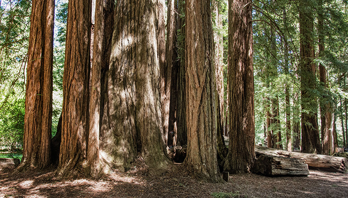 California Redwoods