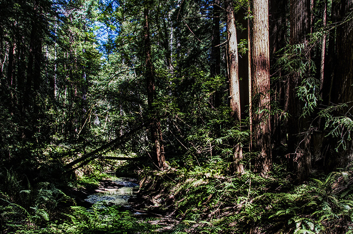 California Redwoods