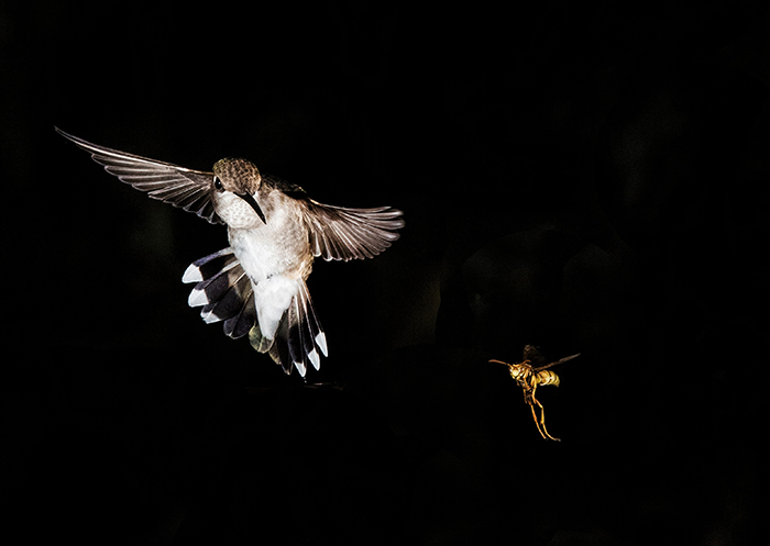 Black Chinned Hummingbird & Friend