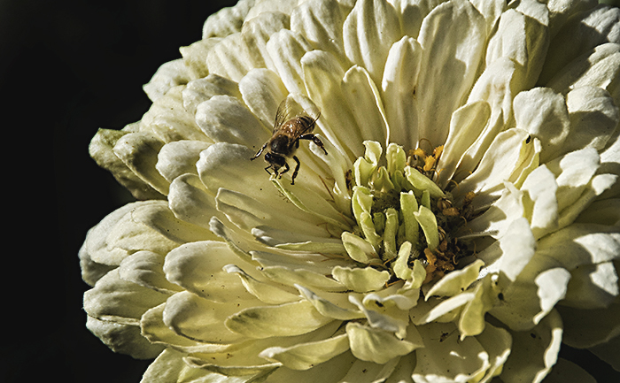 Flowers from the Garden