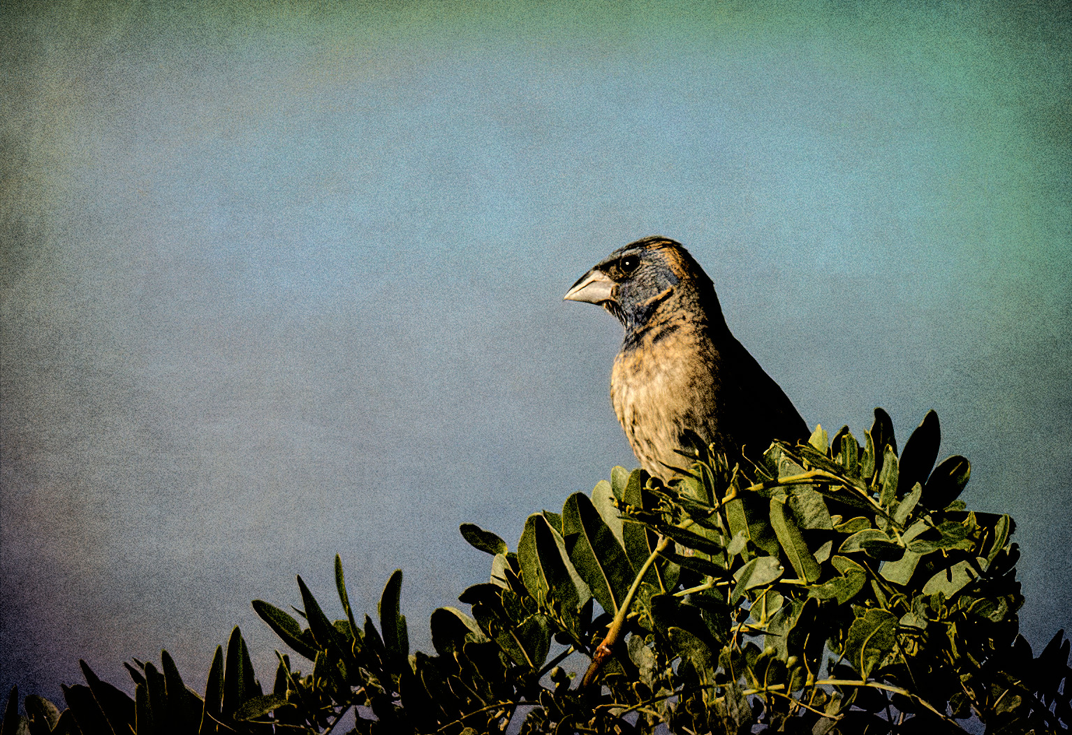 Blue Grosbeak