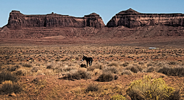 Free Range, Monument Valley