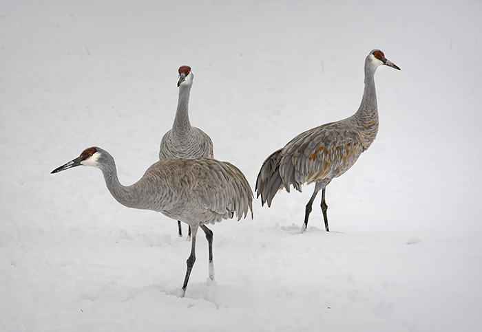 Sandhill Crane Family in the Snow