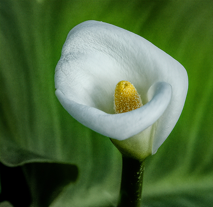 Cala Lily