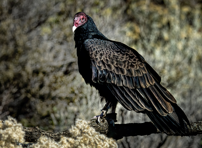 Turkey Vulture