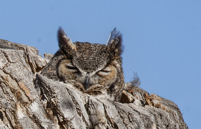 Great Horned Owl