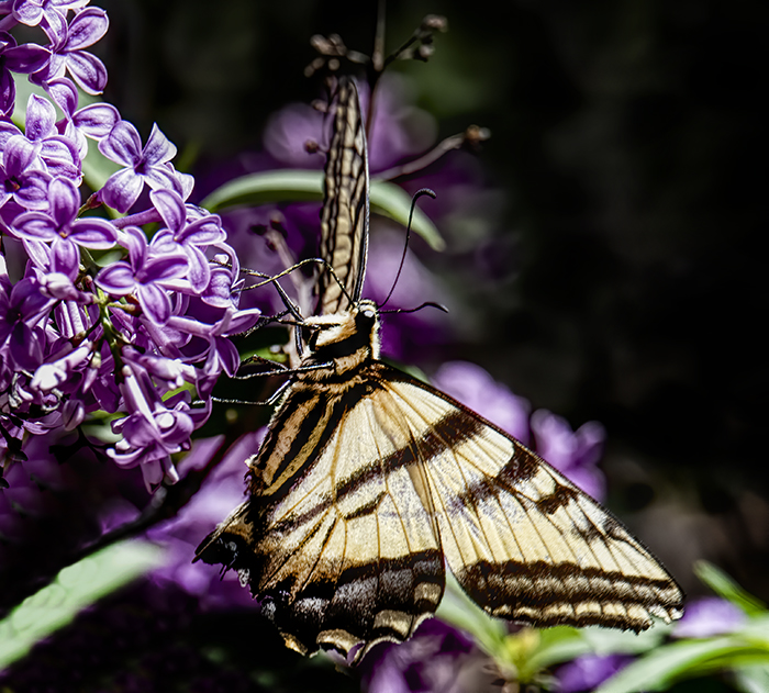 Swallowtail Butterfly and Lilac