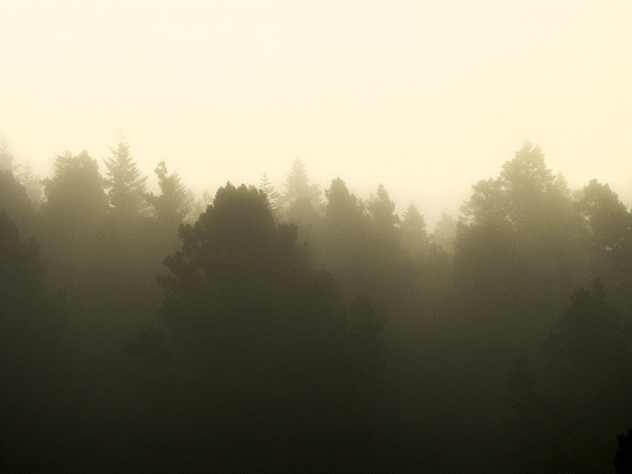 Through the Rising Fog