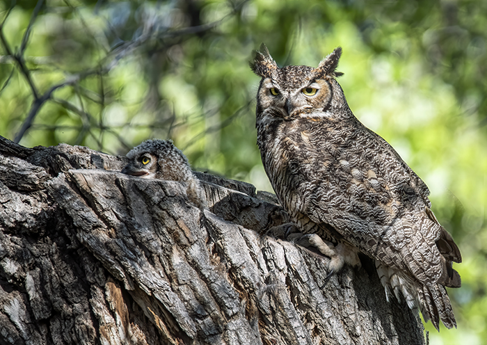 Great Horned Owl, Adult and 2 Chicks