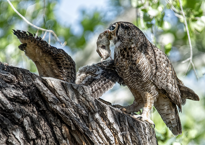 Great Horned Owl, Adult and 2 Chicks