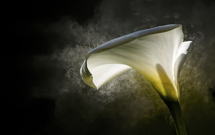 Cala Lily