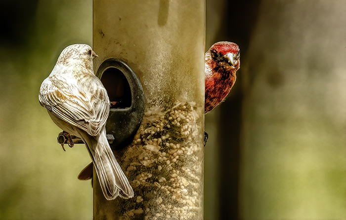 Two Finches