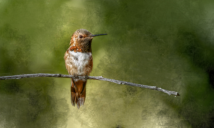 Rufous Hummingbird