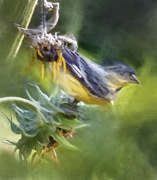 Goldfinch on a Sunflower