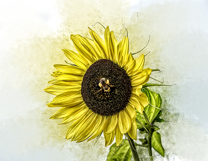Sara's Sunflower