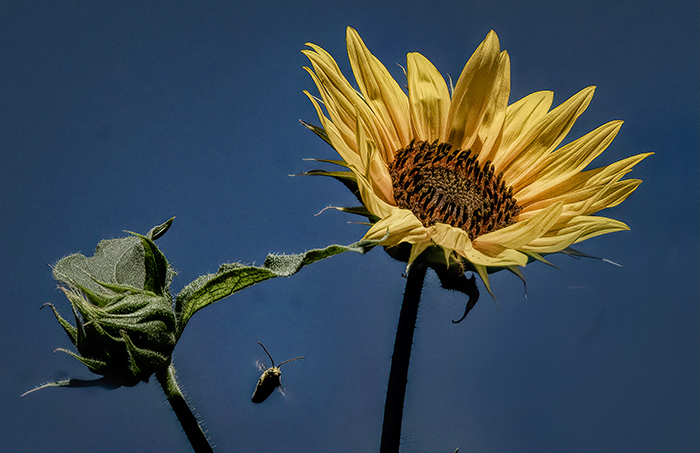 Worker Bee and Sunflower