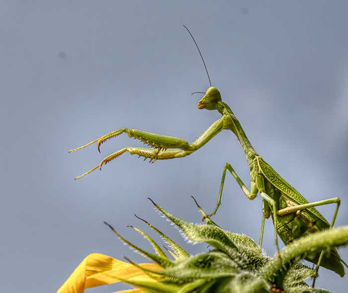 Praying Mantis