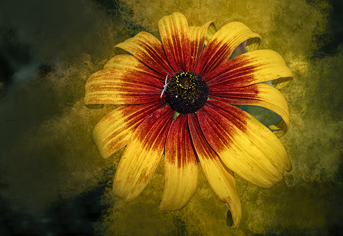 Black Eyed Susan