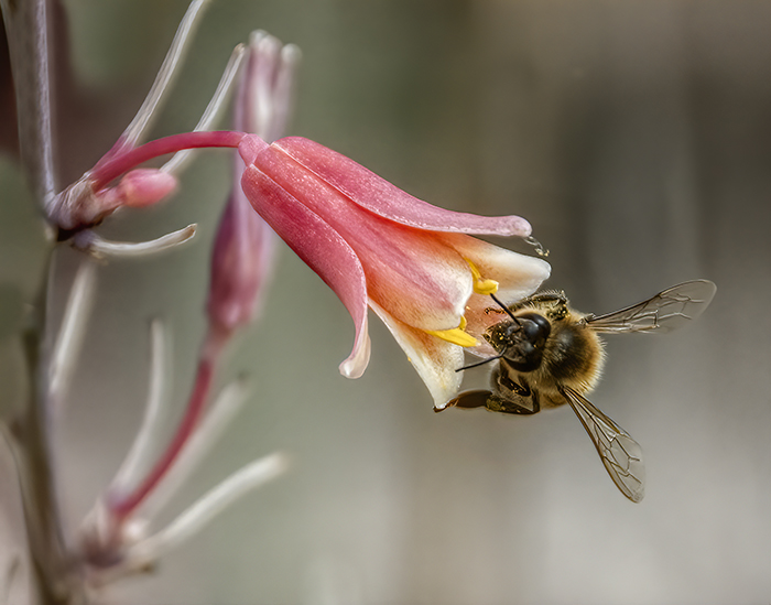 Yucca Blossom and Honey Bee