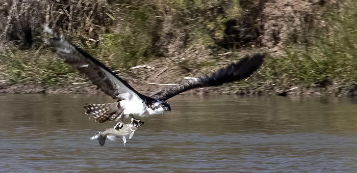 The Fish Hawk - Western Osprey