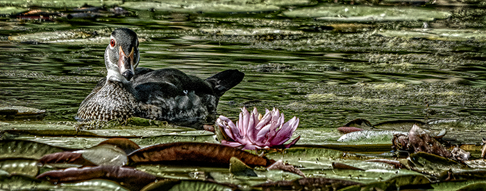 Wood Duck with Water Lily