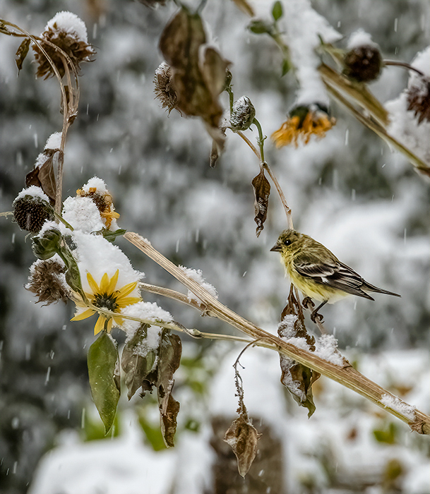 Goldfinch in the Snow