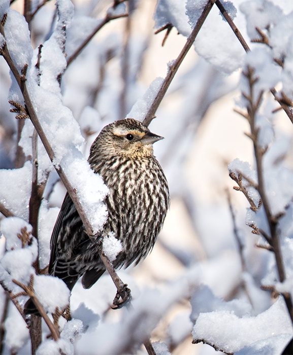 Snow Finch