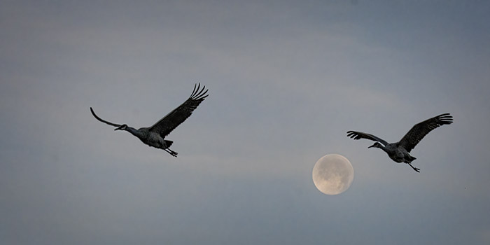 Two Cranes and a Setting Full Moon